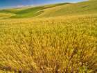 USA-Washington State-Patterns in the fields of wheat Art Print